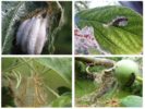 Sporen van appelmot