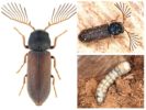 Smerigliatrice Crestata