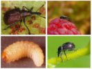 Çilekli Weevil Larvaları