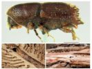 Scarabeo, corteccia, scarabeo