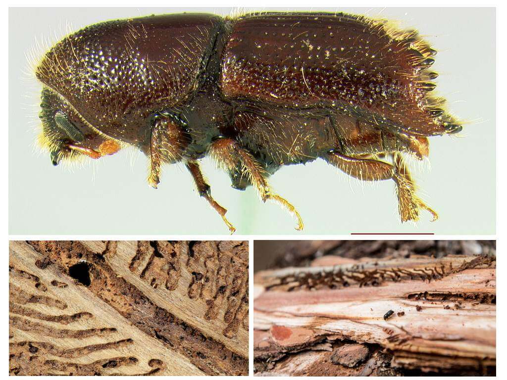Beetle bark bille