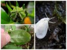Whitefly kukissa