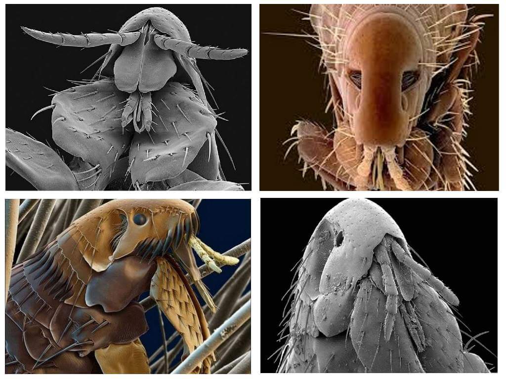 Kung paano tumingin ang mga fleas sa larawan: ang kanilang mga varieties at tampok na istruktura