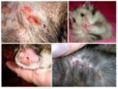 Mga fleas ng Hamster