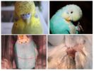 Parrot vlooien