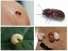 Grain Grinder Larvae