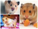 Hamsters