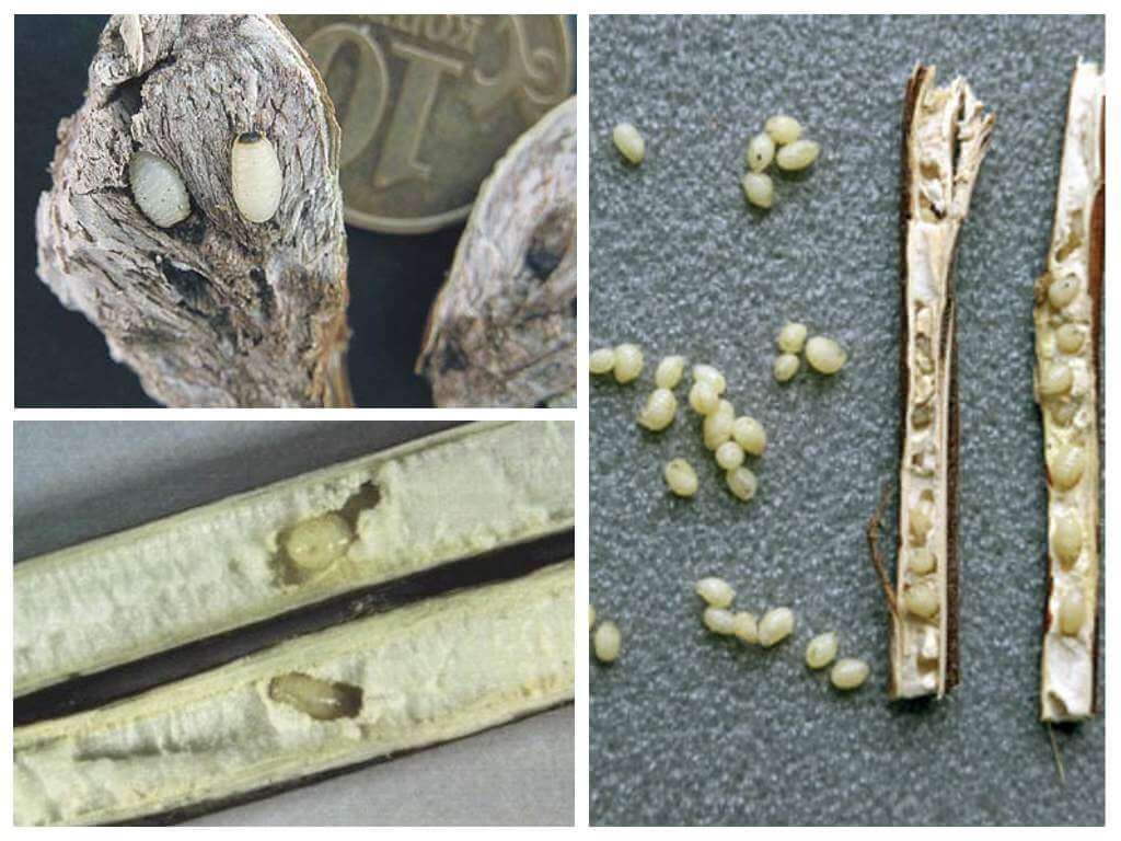 Larva ng burdock moth - kung saan matatagpuan ito