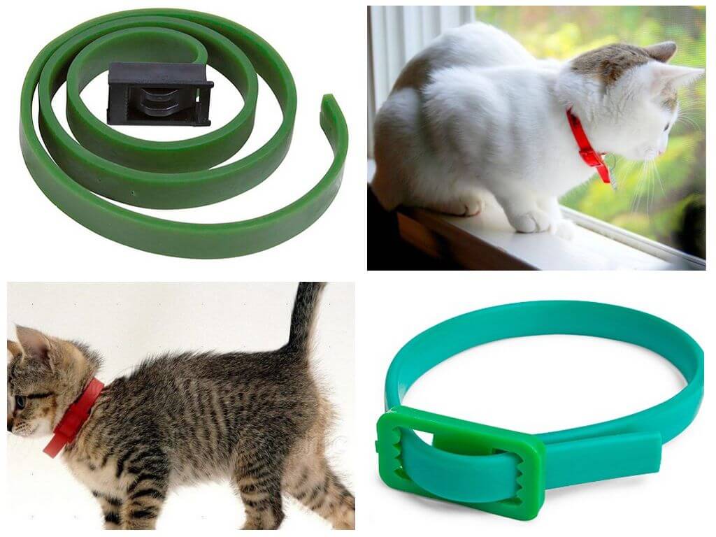 Ang pinakamahusay na pulgas at tik na kolar para sa mga pusa