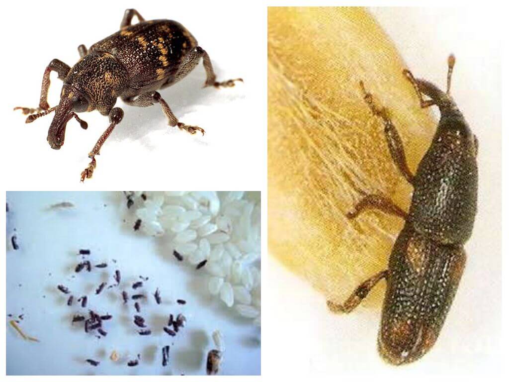 Rice weevil - zararlı bir bitki zararlısı