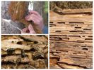 Bark beetle parçaları