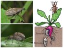 Beet Weevil-1