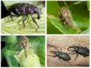 Beet Weevil-2