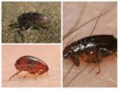 Mga species ng Flea