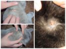 Ang Flea Drops Allergy