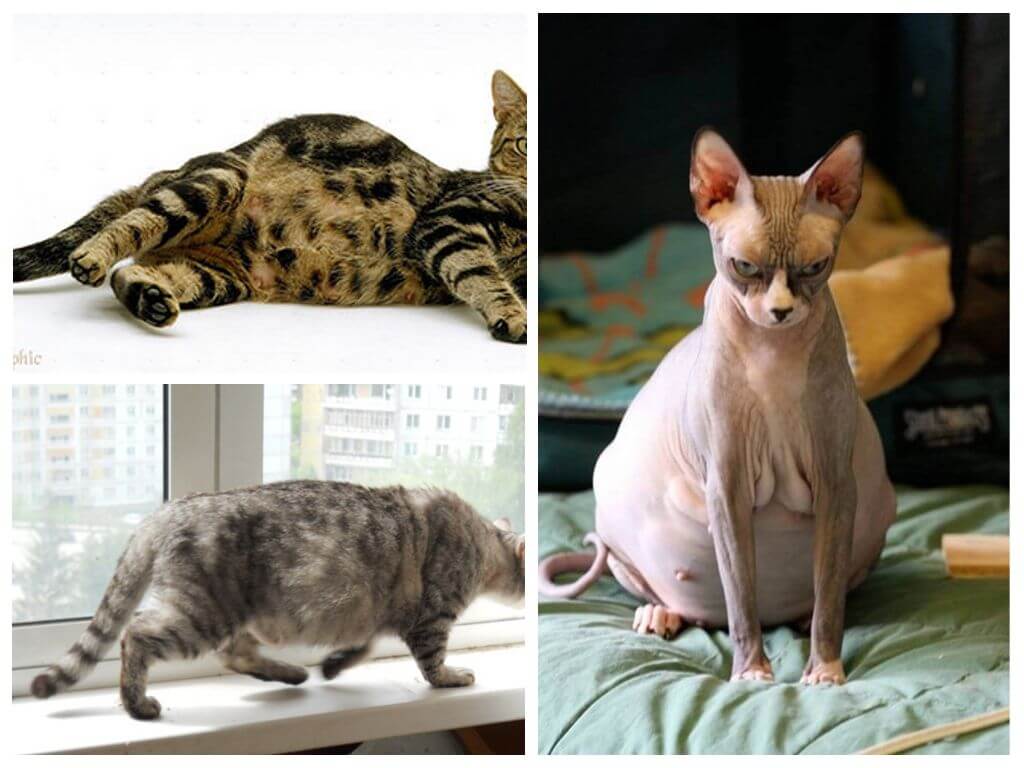 Vlooien krijgen bij een zwangere kat