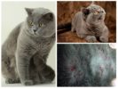 Mga fleas sa british cats