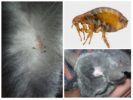 Chinchilla Fleas