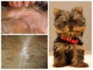 Yorkshire Terrier Pulci