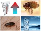 Ano ang takot sa mga fleas?