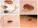 Human flea