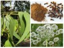 Eukalyptus, anis ja neilikka
