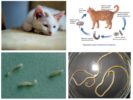 Helminths sa mga pusa