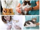Bezoek aan de dierenarts