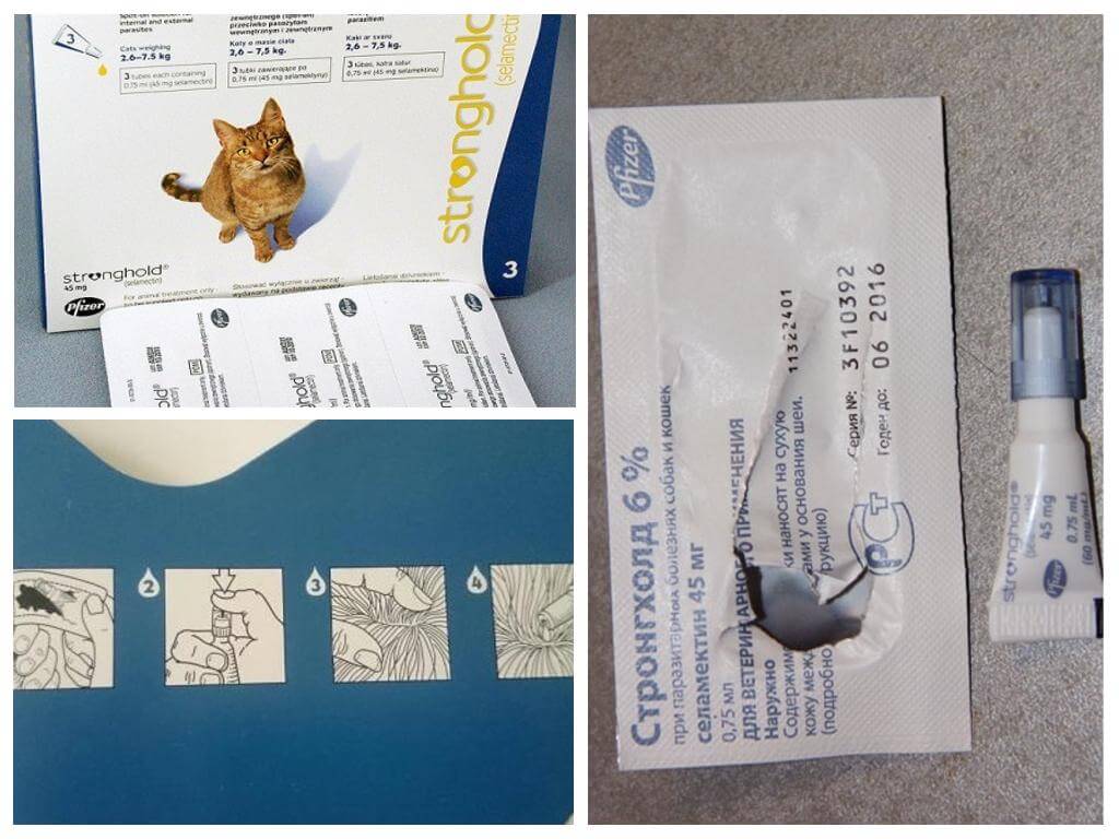 Paras tippa säkältä kissoille kirpuista ja matoista