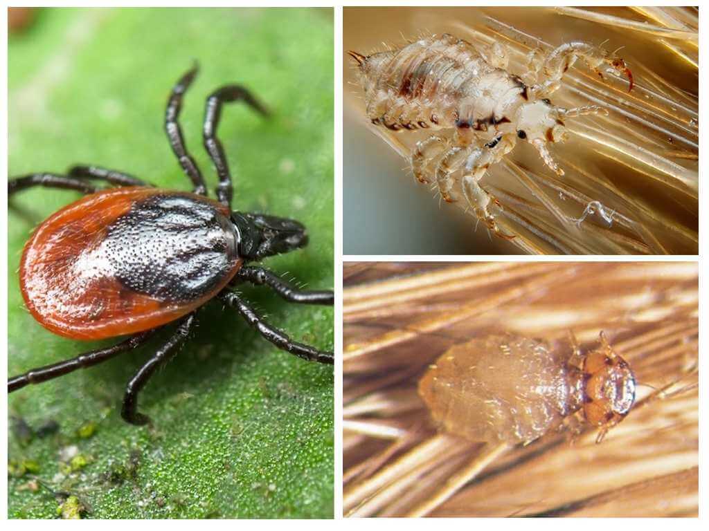Bakit ang isang aso itch kung walang mga pulgas: kung ano ang gagawin, kung paano at paano magpapagamot