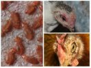 Chicken Flea-1
