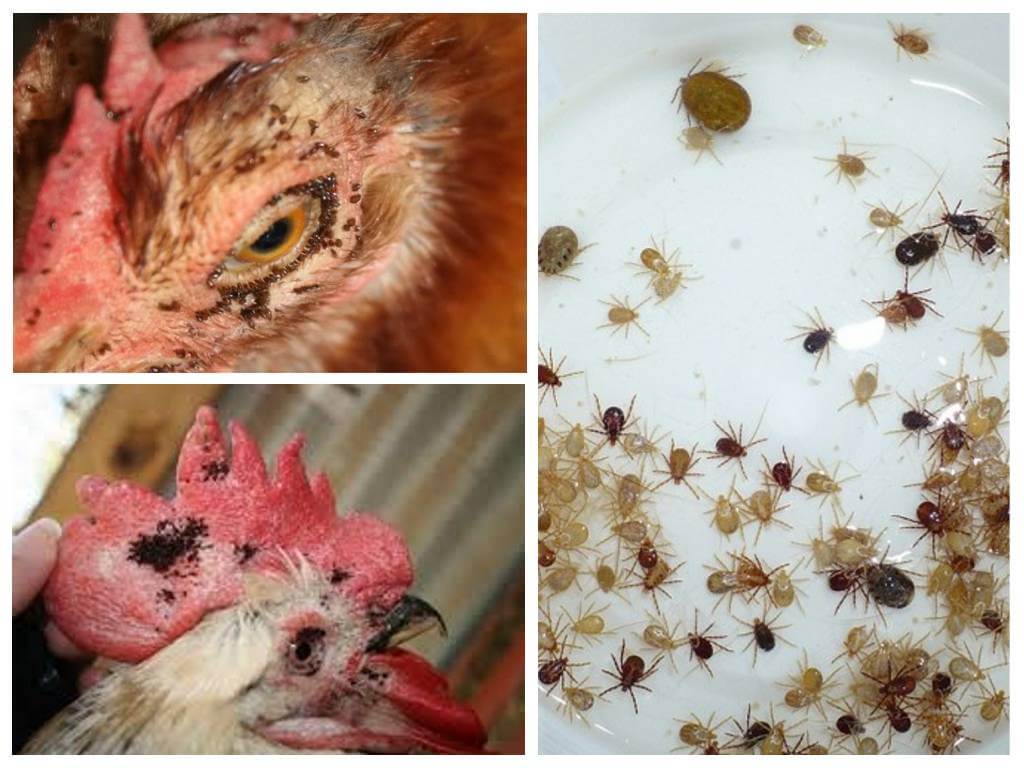 Paano haharapin ang mga katutubong pamamaraan sa mga pulgas sa manok