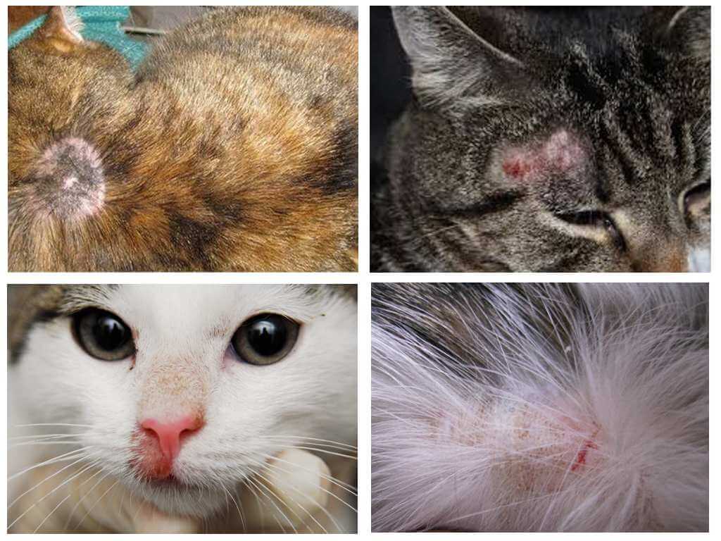 Bakit ang isang pusa itch kung walang mga pulgas