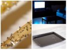 Flea Traps-1