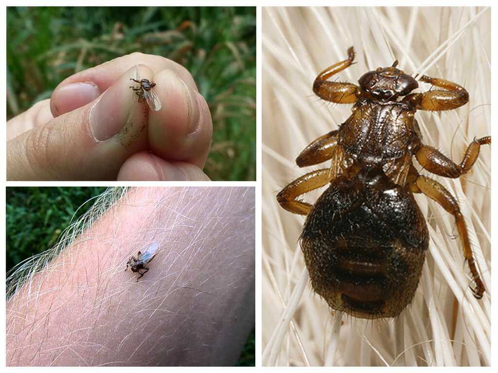 Dugo ng dugo (moose flea, fly, kuto, tik)