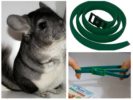 Flea Collar para sa Chinchillas
