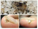 Sand flea