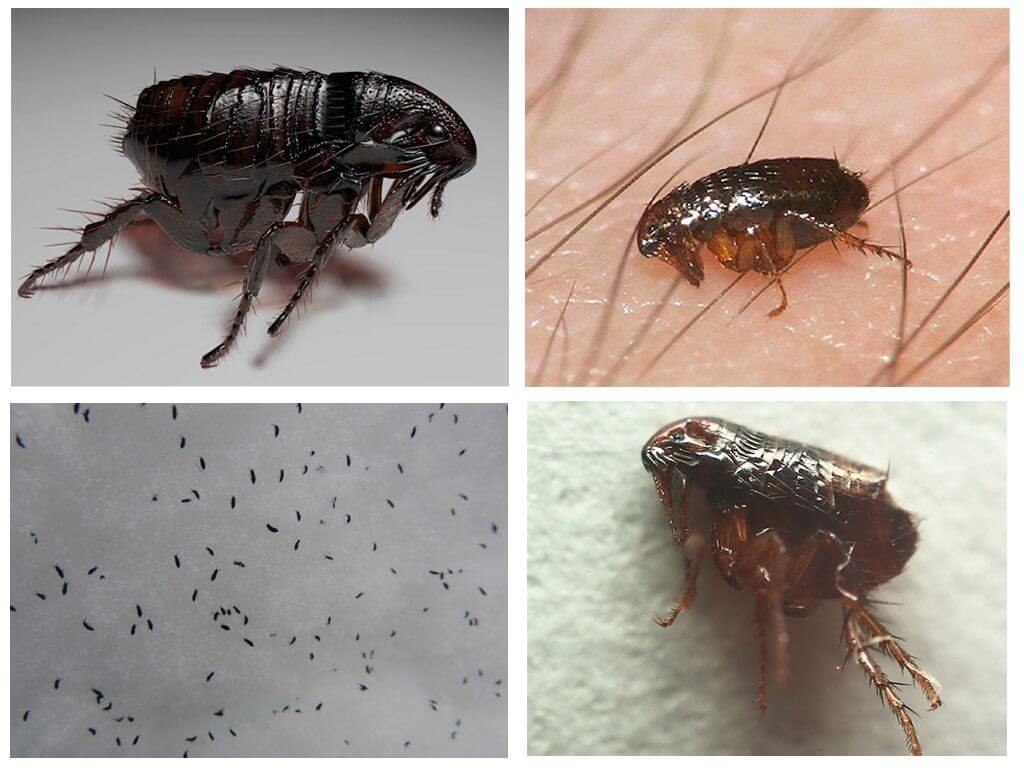 Paano Makukuha ang Mga Sexual Fleas