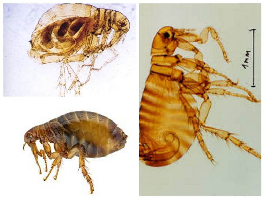 Fleas sa mga tao: kung paano sila tumingin at kung paano mapupuksa