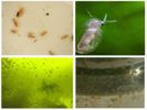 Groeiende daphnia