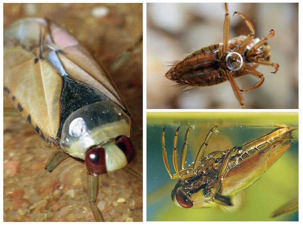Mga higanteng tubig bug
