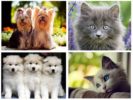 Hunde og katte