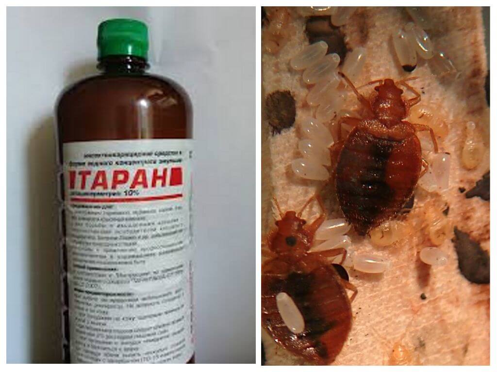 Tarkoittaa Taran bedbugs