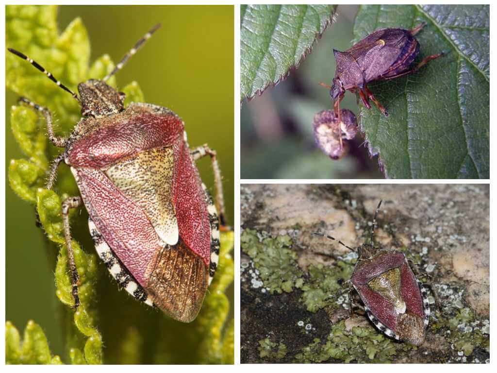 Berry bugs