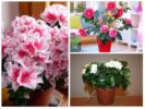 Camellia, Gardenia en Azalea
