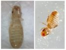 Varaa lice-1