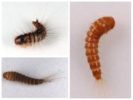 tappeto larve di scarabeo