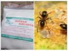 Kyselina boritá z mravcov