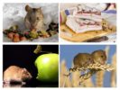 Wat eet de muis