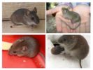 Mouse ng bahay